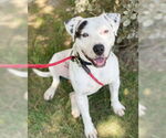 Small #5 American Pit Bull Terrier Mix