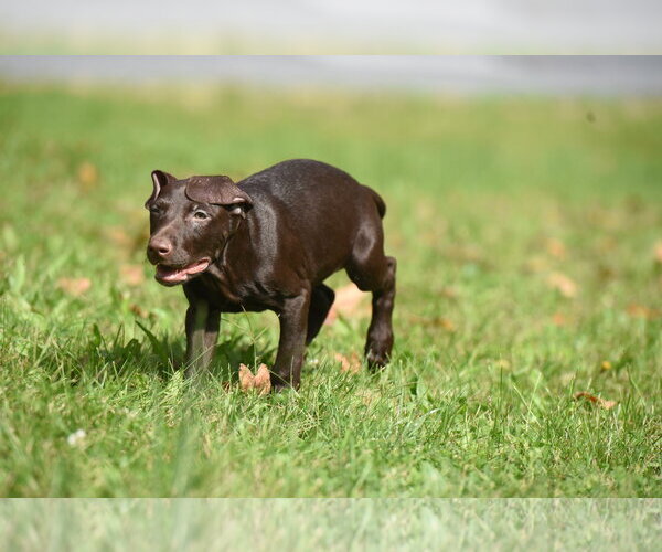 Medium Photo #5 Chocolate Labrador retriever-Pointer Mix Puppy For Sale in Mechanicsburg, PA, USA