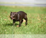 Small Photo #5 Chocolate Labrador retriever-Pointer Mix Puppy For Sale in Mechanicsburg, PA, USA