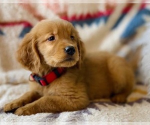 Golden Retriever Puppy for Sale in WESLEY CHAPEL, Florida USA