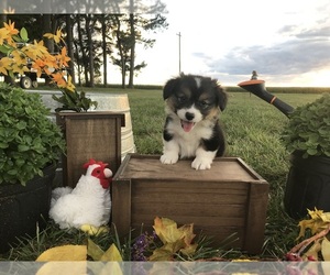 Pembroke Welsh Corgi Puppy for sale in HOYLETON, IL, USA