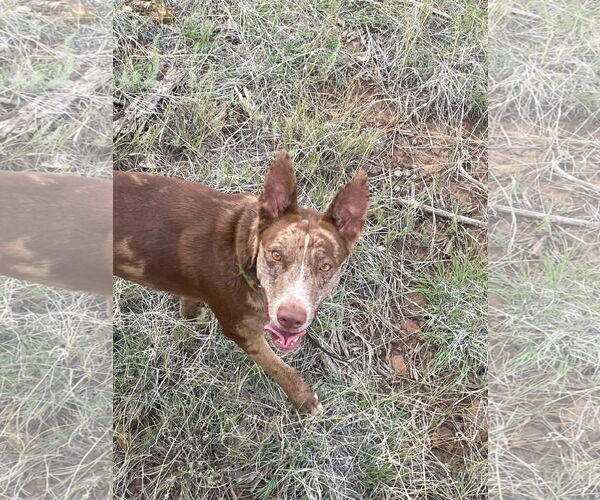 Medium Photo #2 Catahoula Leopard Dog-Unknown Mix Puppy For Sale in Chandler, AZ, USA
