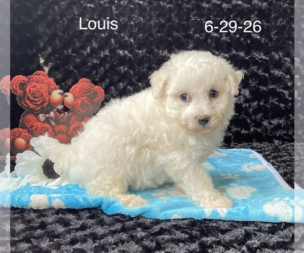 Medium Photo #3 Bichon Frise Puppy For Sale in MOUNT PLEASANT, MI, USA