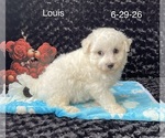 Small #2 Bichon Frise