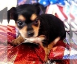 Small Photo #8 Yorkshire Terrier Puppy For Sale in AKRON, OH, USA