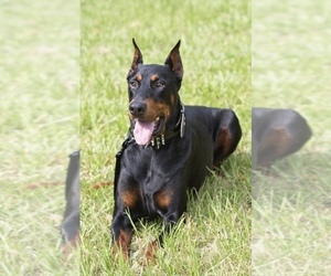 Father of the Doberman Pinscher puppies born on 06/18/2021