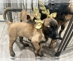 Small Photo #2 Belgian Malinois Puppy For Sale in REESEVILLE, WI, USA