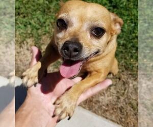 Chihuahua Dogs for adoption in MURRIETA, CA, USA