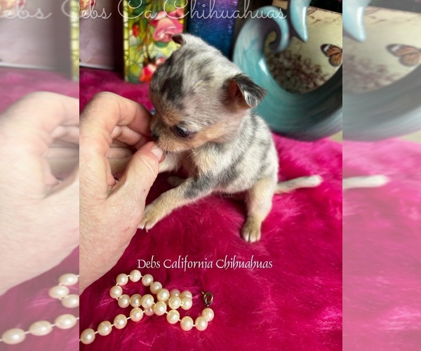 Medium Photo #4 Chihuahua Puppy For Sale in TRACY, CA, USA