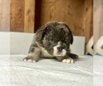 Small #5 English Bulldog