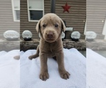 Puppy Miss Yellow Labrador Retriever