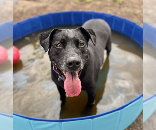 Medium Photo #1 Labrador Retriever Puppy For Sale in Aurora, CO, USA