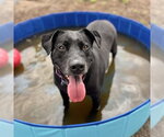 Small Labrador Retriever