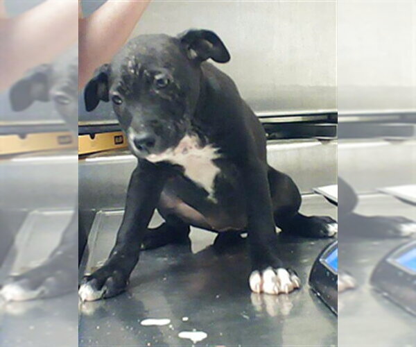 Medium Photo #1 Labrador Retriever-Unknown Mix Puppy For Sale in Fayetteville, NC, USA