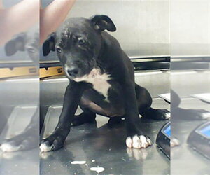 Labrador Retriever-Unknown Mix Dogs for adoption in Fayetteville, NC, USA