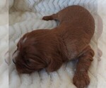 Small #10 Cavalier King Charles Spaniel