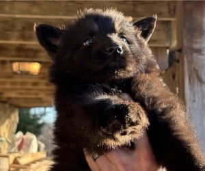 Medium German Shepherd Dog