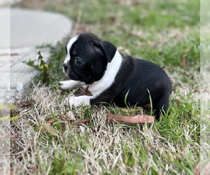 Boston Terrier Puppy for sale in WASHBURN, MO, USA