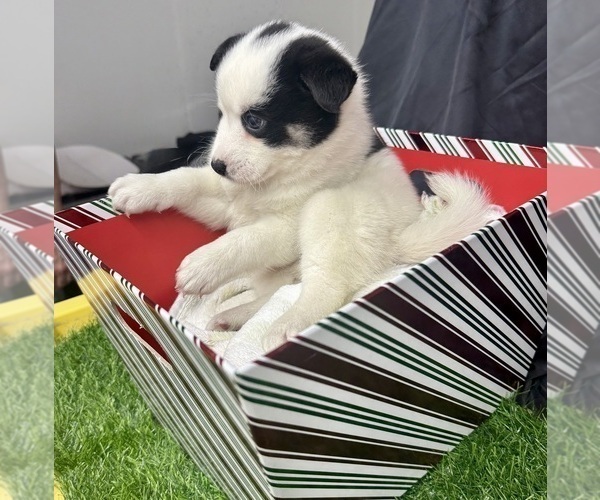 Medium Photo #62 Pomsky-Shiba Inu Mix Puppy For Sale in NASHUA, NH, USA