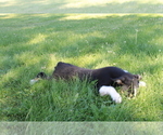 Small Photo #3 Border Collie Puppy For Sale in VALLEY, WA, USA
