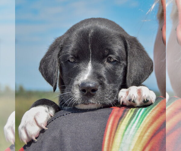 Medium Photo #4 American Bulldog-Chocolate Labrador retriever Mix Puppy For Sale in Huntley, IL, USA