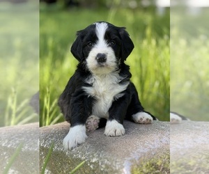 Bernedoodle Puppy for sale in SCHOHARIE, NY, USA