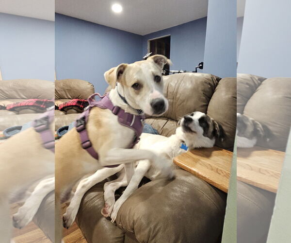 Medium Photo #10 Mutt Puppy For Sale in Minneapolis, MN, USA