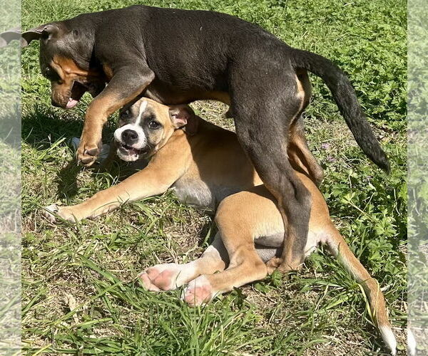 Medium Photo #8 Boxer Puppy For Sale in  Katy, TX, USA