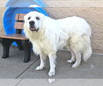 Small #1 Great Pyrenees
