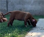 Small Photo #8 American Bully Puppy For Sale in FORT WORTH, TX, USA