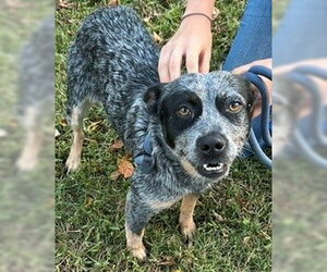 Mutt Dogs for adoption in Newfoundland, PA, USA