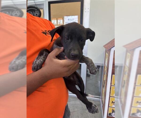 Medium Photo #1 American Staffordshire Terrier-Unknown Mix Puppy For Sale in San Antonio, TX, USA