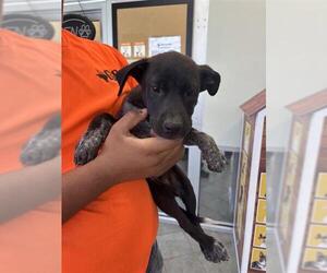 American Staffordshire Terrier-Unknown Mix Dogs for adoption in San Antonio, TX, USA