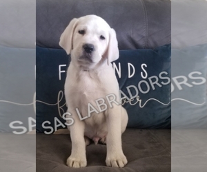 Labrador Retriever Puppy for sale in PINON HILLS, CA, USA