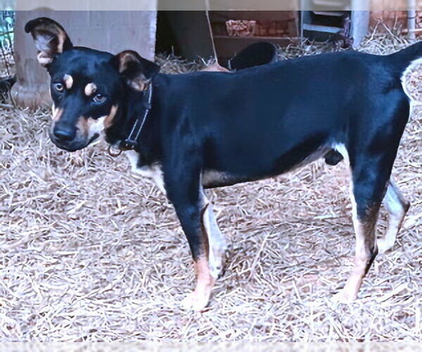 Medium Photo #3 Mutt Puppy For Sale in Rutherfordton, NC, USA