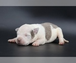 Image preview for Ad Listing. Nickname: Charlie