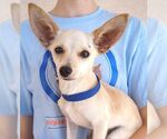 Small Chihuahua