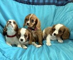 Small #4 Cavalier King Charles Spaniel