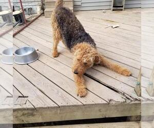 Father of the Airedale Terrier puppies born on 11/18/2023