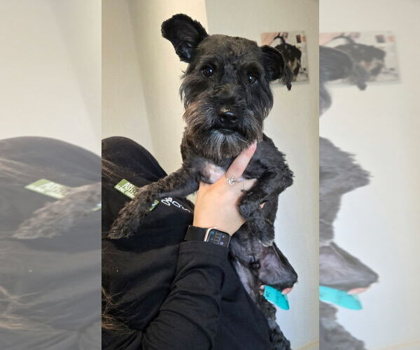 Medium Photo #3 Mutt Puppy For Sale in San Antonio, TX, USA