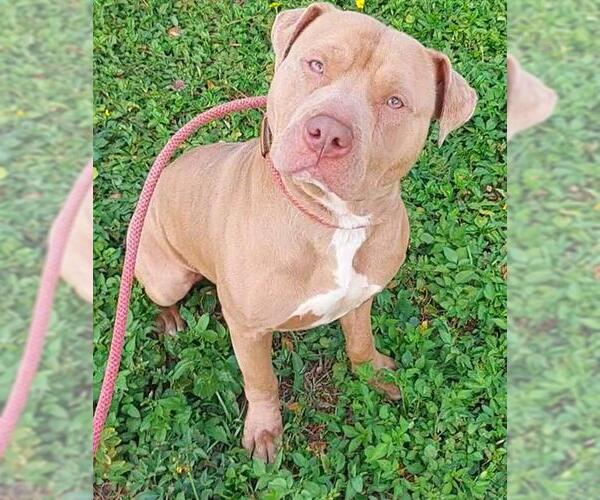 Medium Photo #1 American Staffordshire Terrier Puppy For Sale in Fort Lauderdale, FL, USA