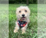 Small #10 Morkie
