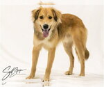 Small #1 Golden Retriever Mix