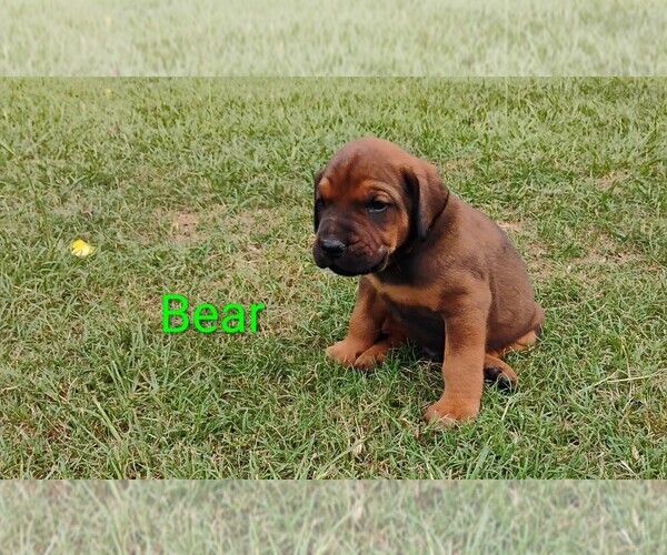 Medium Photo #13 Doberman Pinscher-Mastiff Mix Puppy For Sale in BRANTLEY, AL, USA