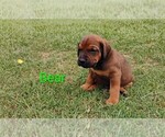 Small #12 Doberman Pinscher-Mastiff Mix