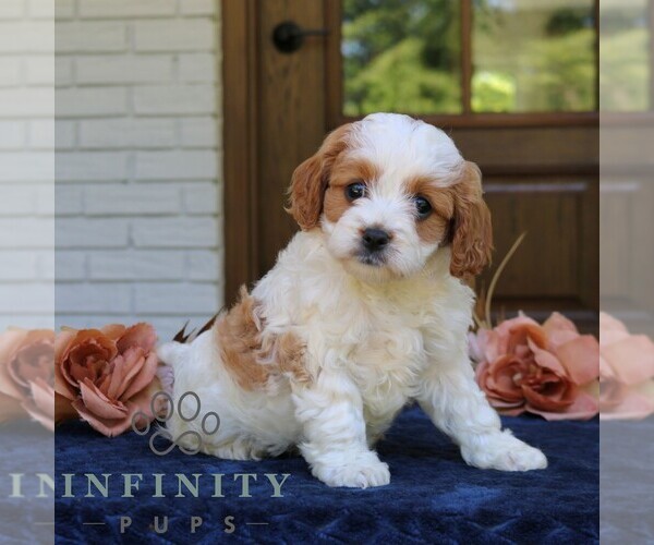 Medium Photo #4 Cavapoo (Miniature) Puppy For Sale in NARVON, PA, USA