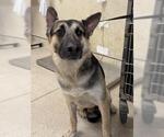 POPEYE - Male German Shepherd Dog Dog for Adoption - Small photo