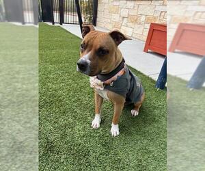 Mutt Dogs for adoption in Baytown, TX, USA