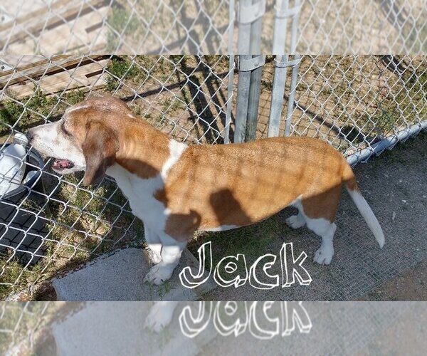 Medium Photo #8 Beagle Puppy For Sale in Apple Valley, CA, USA