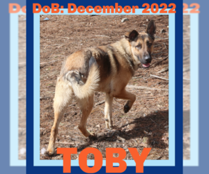 German Shepherd Dog Dogs for adoption in Sebec, ME, USA